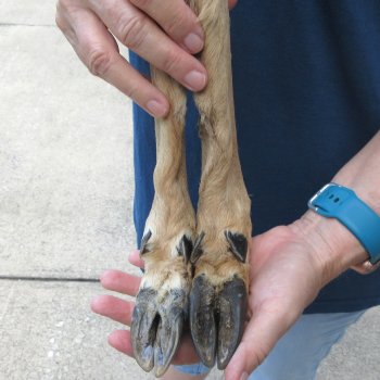 Two Preserved Deer Legs 15-1/2"
