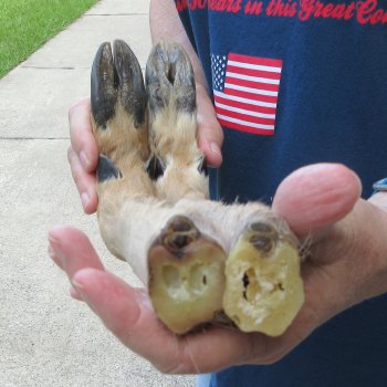 Two Preserved Deer Legs 15-1/2"