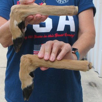Two Preserved Deer Legs 12-1/2" & 13-1/2"