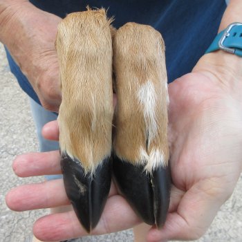 Two Preserved Deer Legs 12-1/2" & 13-1/2"