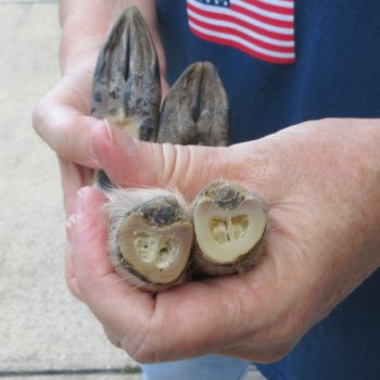 Two Preserved Deer Legs 12-1/2" & 13-1/2"