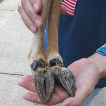 Two Preserved Deer Legs 12-1/2" & 13-1/2"