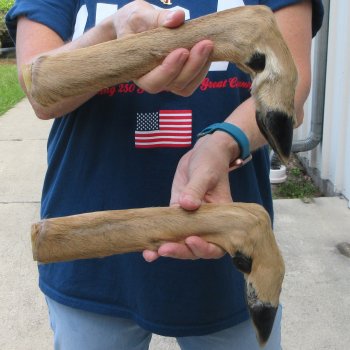 Two Preserved Deer Legs 15"