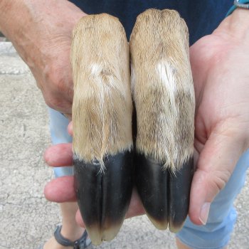 Two Preserved Deer Legs 15"