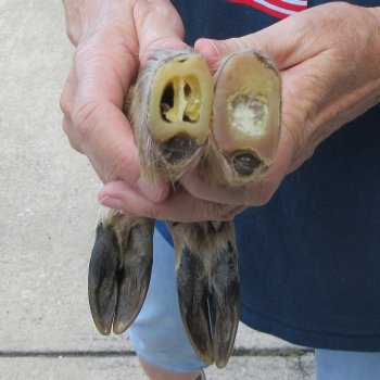 Two Preserved Deer Legs 15"