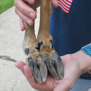 Two Preserved Deer Legs 15"
