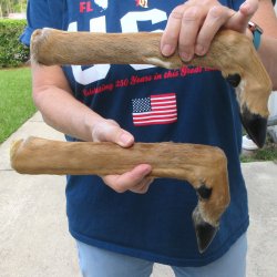 Two Preserved Deer ...