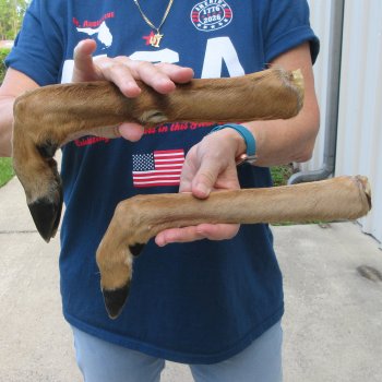 Two Preserved Deer Legs 15-1/2" & 16-3/4"