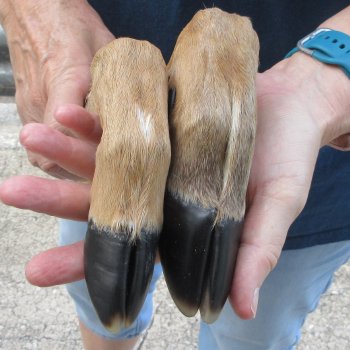 Two Preserved Deer Legs 15-1/2" & 16-3/4"