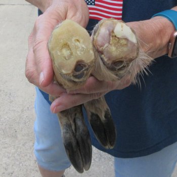 Two Preserved Deer Legs 15-1/2" & 16-3/4"