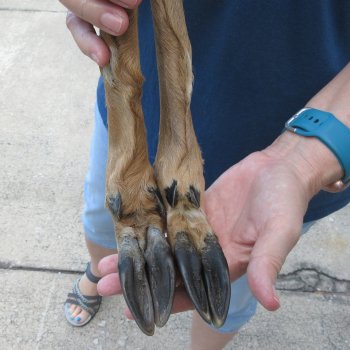 Two Preserved Deer Legs 15-1/2" & 16-3/4"