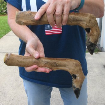 Two Preserved Deer Legs 16" & 15-1/2"