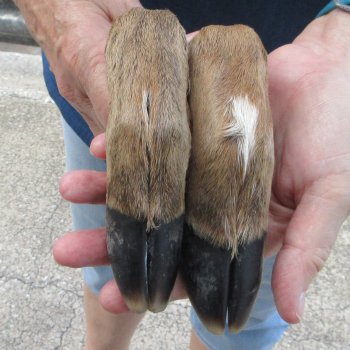 Two Preserved Deer Legs 16" & 15-1/2"