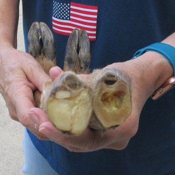 Two Preserved Deer Legs 16" & 15-1/2"