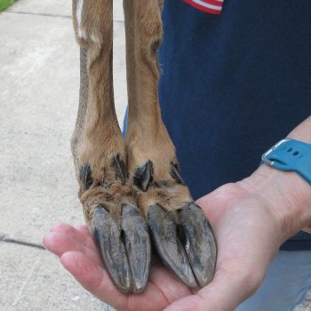 Two Preserved Deer Legs 16" & 15-1/2"