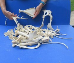 4lb Assorted Bones