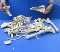 4lb Assorted Bones