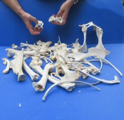 4lb Assorted Bones
