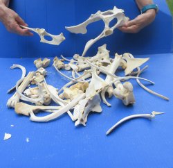 4lb Assorted Bones