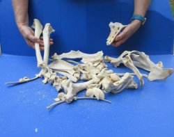4lb Assorted Bones
