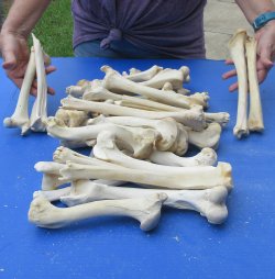 Thirty piece Deer Leg Bones 7" to 12"