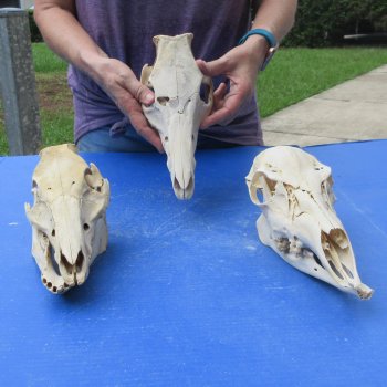 Three piece Damaged Skulls, Two Wild Boar & One Doe