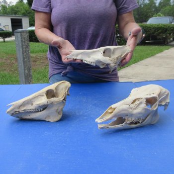 Three piece Damaged Skulls, Two Wild Boar & One Doe