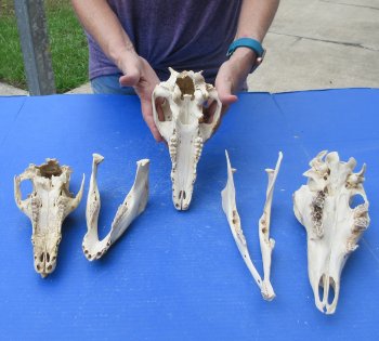 Three piece Damaged Skulls, Two Wild Boar & One Doe