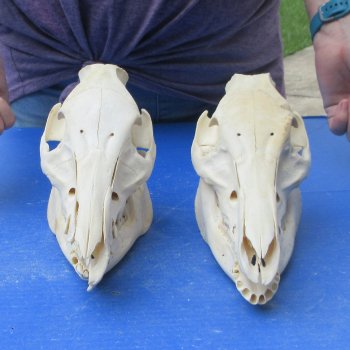 Two piece B-Grade 9" Wild Boar Skulls