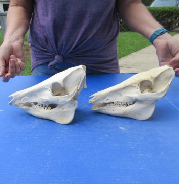 Two piece B-Grade 9" Wild Boar Skulls