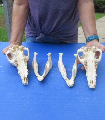 Two piece B-Grade 9" Wild Boar Skulls