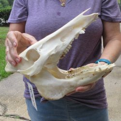 12" Wild Boar Skull