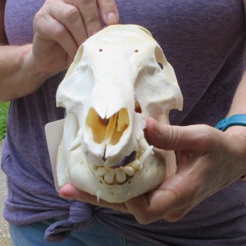 12" Wild Boar Skull