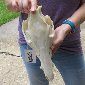 12" Wild Boar Skull