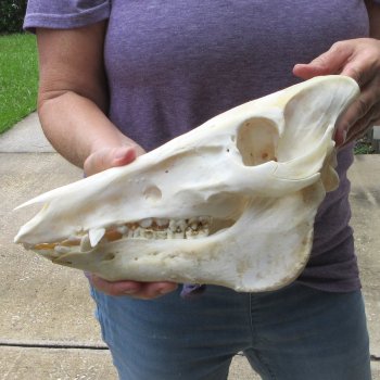 12" Wild Boar Skull