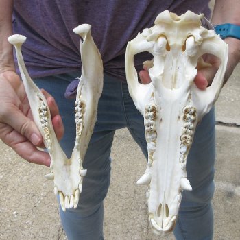 12" Wild Boar Skull