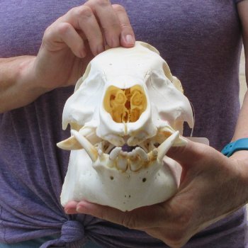 12-1/2" Wild Boar Skull