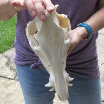 12-1/2" Wild Boar Skull