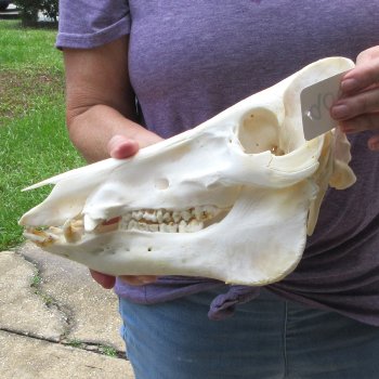 12-1/2" Wild Boar Skull