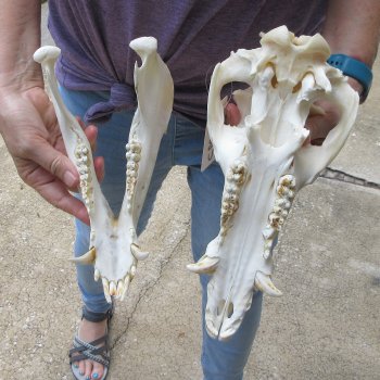 12-1/2" Wild Boar Skull
