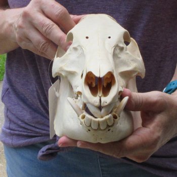 B-Grade 11" Wild Boar Skull