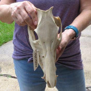 B-Grade 11" Wild Boar Skull