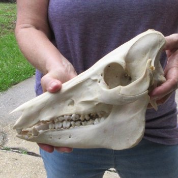 B-Grade 11" Wild Boar Skull