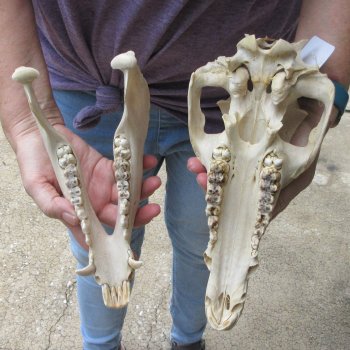 B-Grade 11" Wild Boar Skull