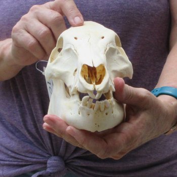 B-Grade 9-1/2" Wild Boar Skull