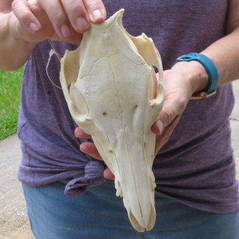B-Grade 9-1/2" Wild Boar Skull