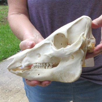 B-Grade 9-1/2" Wild Boar Skull