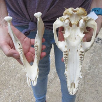 B-Grade 9-1/2" Wild Boar Skull