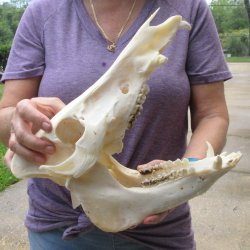 13" Wild Boar Skull