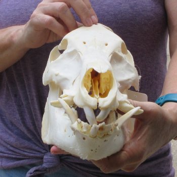 13" Wild Boar Skull